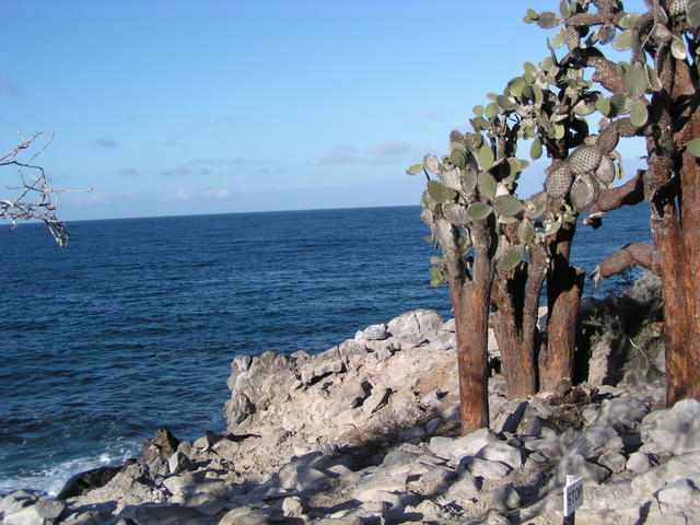 prickly pears cactus - free image