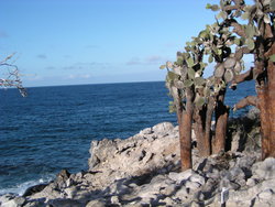 prickly pears cactus