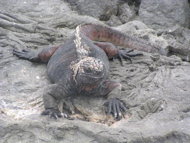 primitive marine iguana - free image