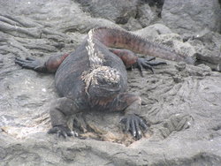 primitive marine iguana