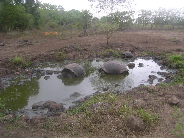 protected tortoises - free image