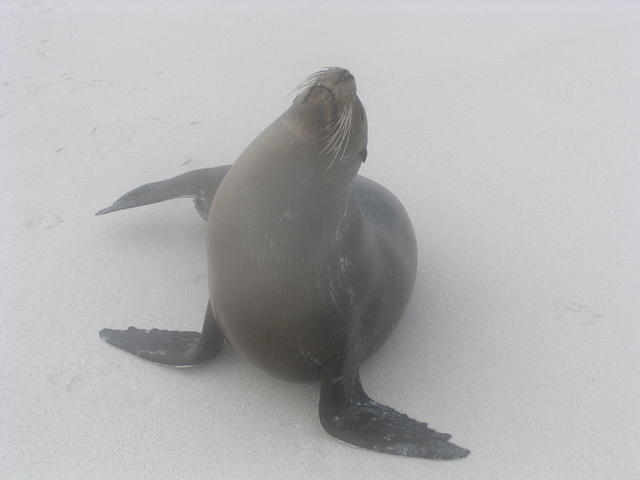 proud sea Lion - free image