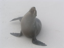 proud sea Lion