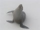 proud sea Lion