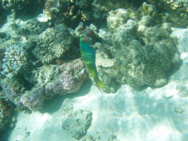 pseudanthias - free image