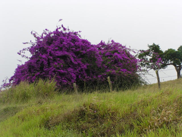 Purple blast - free image