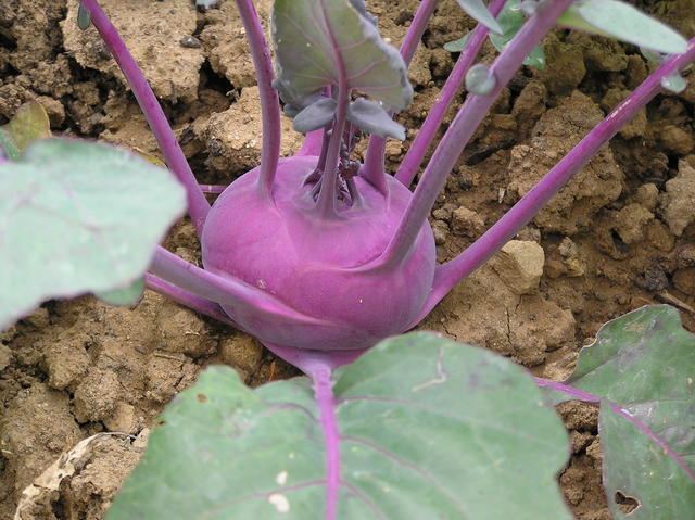 purple kohlrabi - free image