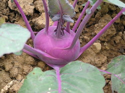 purple kohlrabi