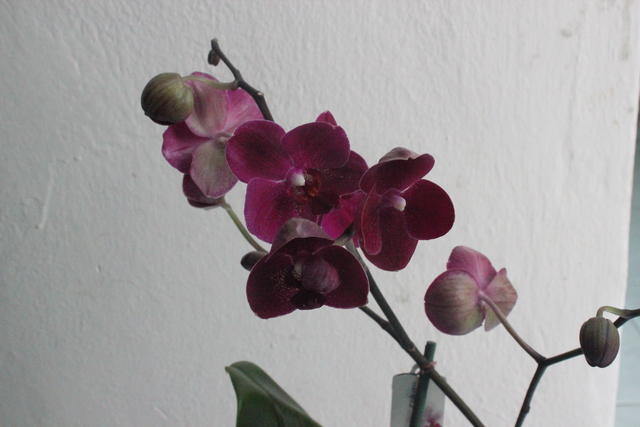 Purple Orchid - free image