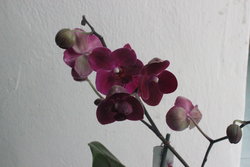 Purple Orchid