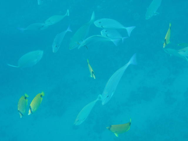 raccoon butterfly fish - free image