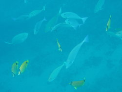 raccoon butterfly fish