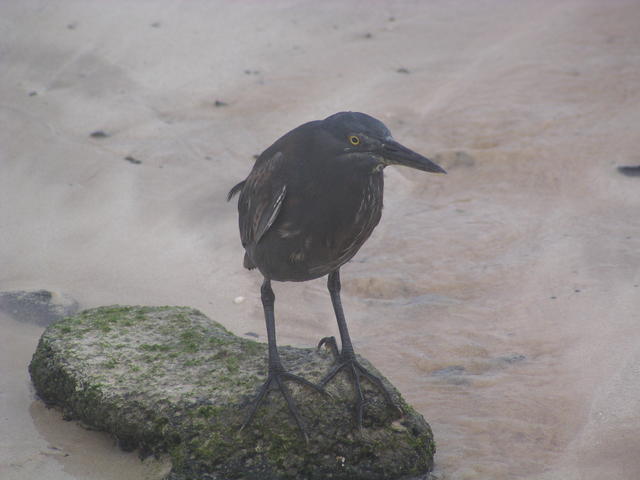 Rail Bird - free image