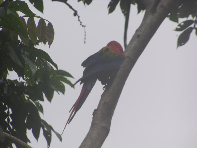 Rainbow parrot - free image