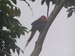 Rainbow parrot