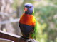 Rainbow parrot