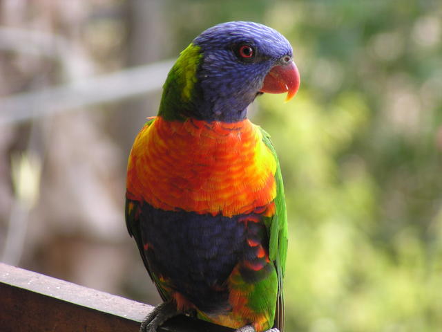 Rainbow parrot - free image