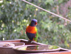 Rainbow parrot eating