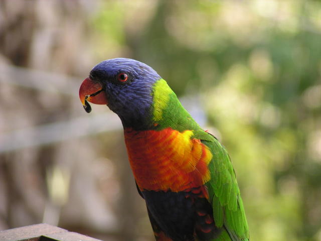 Rainbow parrot zoom - free image