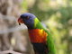 Rainbow parrot zoom
