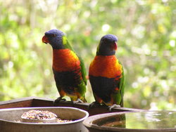 Rainbow parrots twins