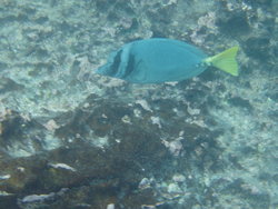 Razor Surgeonfish