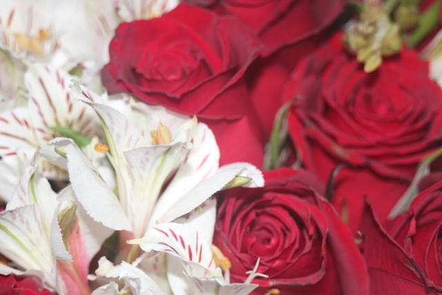 red and white bouquet - free image
