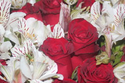 red and white flowers