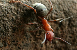 red ant