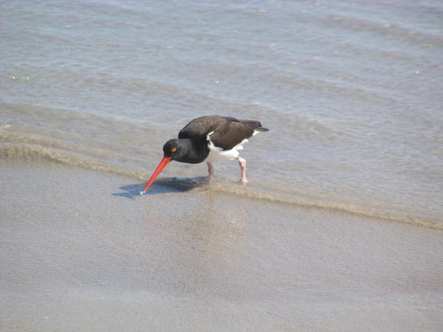 red billed tropic bird - free image