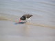 red billed tropic bird