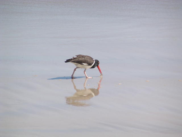 Red Billed Tropic Bird - free image