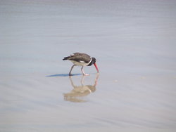 Red Billed Tropic Bird