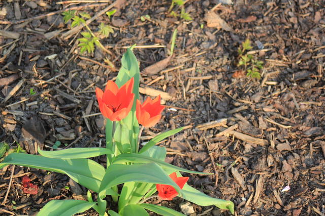 red blossom - free image