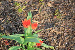 red blossom