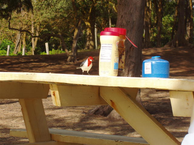 Red-crested Cardinal - free image