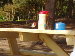 Red-crested Cardinal