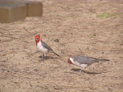 Red-crested Cardinal