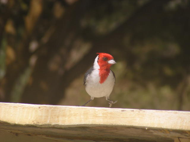 Red Crested Cardinal - free image