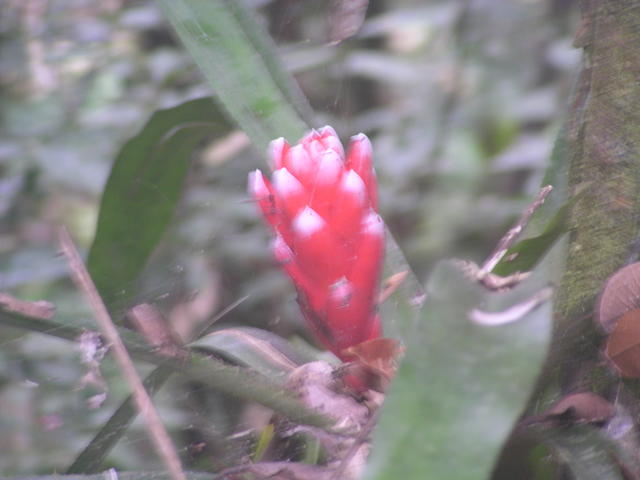 red flower - free image