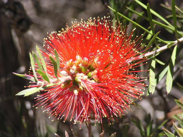 red flower - free image