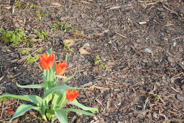 red flowers - free image