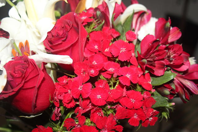 red flowers - free image