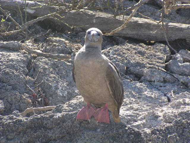 red-footed boobie - free image
