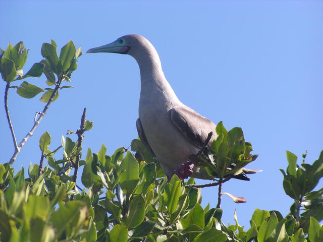 red-footed Boobie - free image