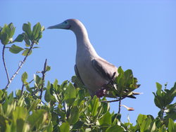 red-footed Boobie