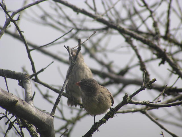 Red footed boobie - free image