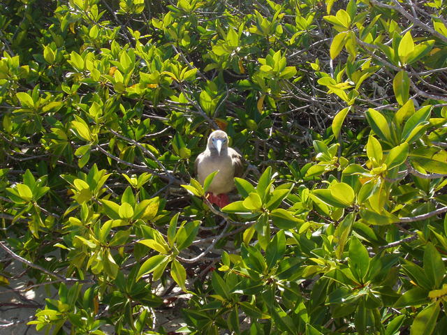 Red footed Boobie - free image