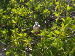 Red footed Boobie