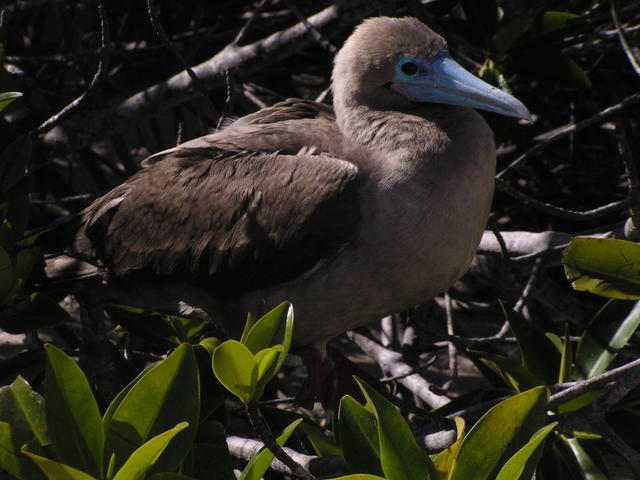 Red footed boobie - free image